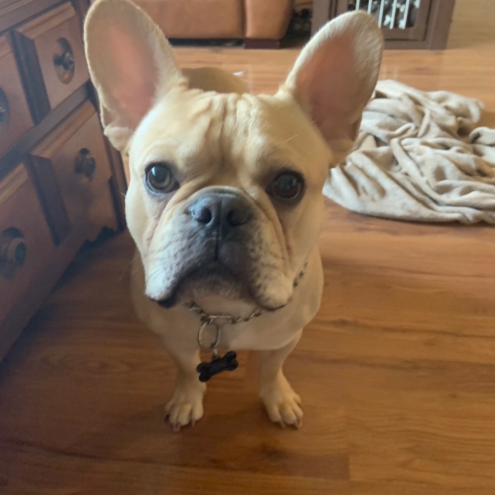 Meet your Posher, Cooper